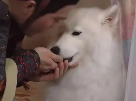 被TVB电视剧里面的哮天犬可爱晕了,这样的哮天犬能降妖除魔吗? 被TVB电视剧里面的哮天犬可爱晕了,这样的哮天犬能降妖除魔吗?