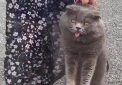 蓝猫偷偷溜出去玩耍，不一会被主人给抓包了：画面过于熟悉了