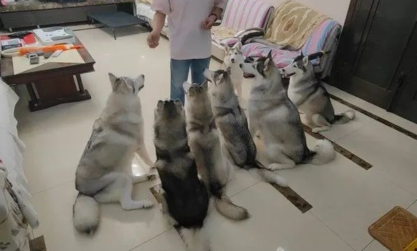 7只二哈排队等刷牙，有一只还抢着要刷...这是天使吗？