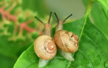 蜗牛死前征兆