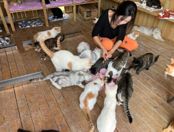 上海这里养了600只猫，被称“猫猫天堂”，太治愈了