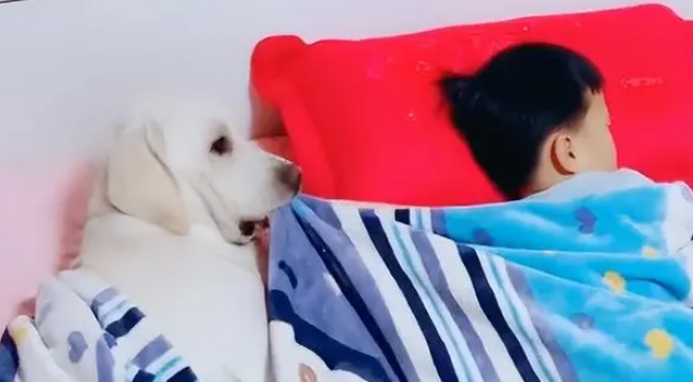 抖音最火的狗狗排行榜