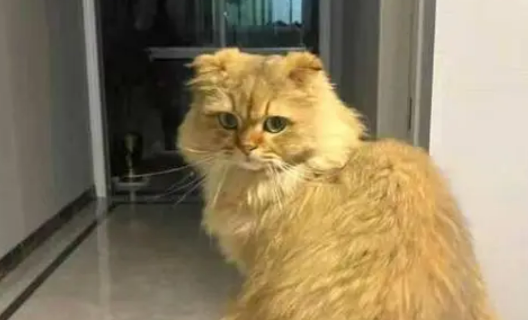 金渐层变“灰渐层”，价值上万的宠物猫走失一月后寻回