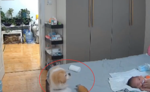 宝宝半夜哭了,狗狗第一时间叼着玩具过去哄它,也太通人性了吧! 宝宝半夜哭了,狗狗第一时间叼着玩具过去哄它,也太通人性了吧!
