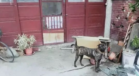 虎斑犬咬住警察裤腿不放,警察跟上去后大呼:太聪明了 虎斑犬咬住警察裤腿不放,警察跟上去后大呼:太聪明了