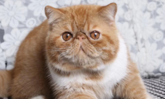 加菲猫是哪种猫