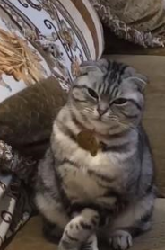 一进门就看到猫咪在沙发上，走近一看笑喷：这睡姿也是没谁了