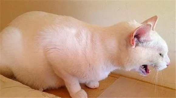 猫咪快速催吐的四种方法