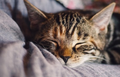 婆婆警告“猫毛害孙过敏”要送回老家！妇产名医回应：这可不对！