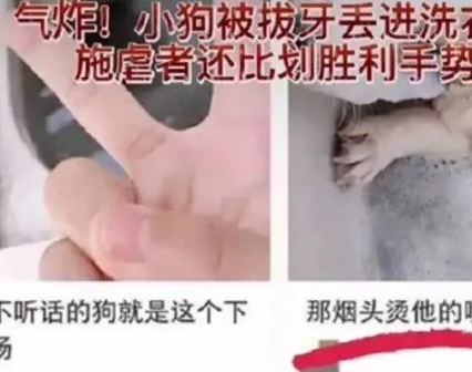 柯基被丢进洗衣机后，主人对着镜头比“耶”？世道就是这样变坏的