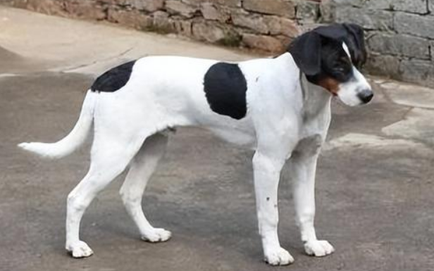太仓猎犬用来打野猪好用吗? 太仓猎犬用来打野猪好用吗?