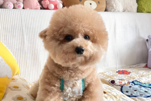 小泰迪怀孕有什么症状