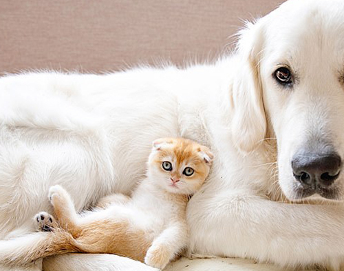 苏格兰折耳猫和金毛犬的神仙友谊：驮着你去看遍全世界