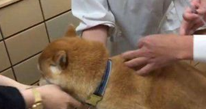 铲屎官带柴犬去医院打针，狗狗一脸拒绝，情急之下咬主人大腿