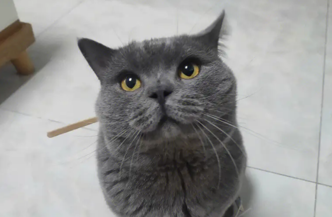 蓝猫吃什么食物