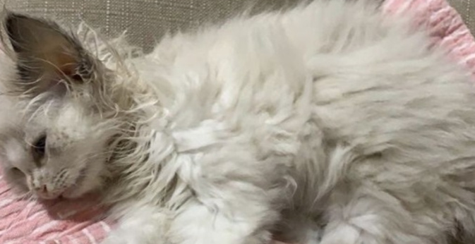 养了2只布偶都死了