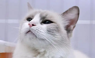 邓峰家的猫未拆封