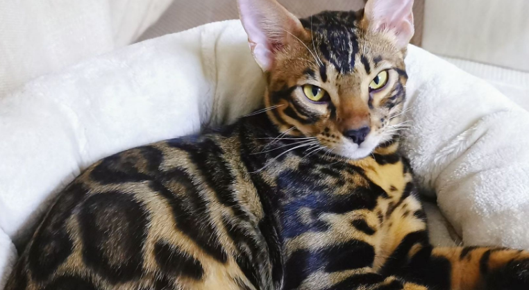 上海豹猫猫舍有几家 上海豹猫猫舍有几家