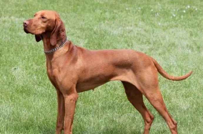 能文又能武——匈牙利维兹拉猎犬