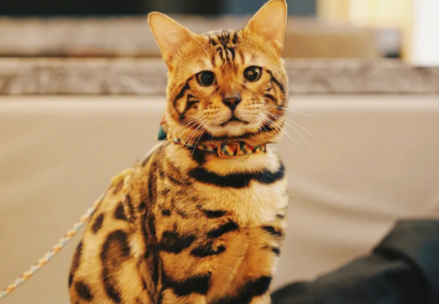 豹猫多少钱一只