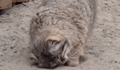 为什么猫咪喜欢在猫砂盆打滚，这是啥情况？