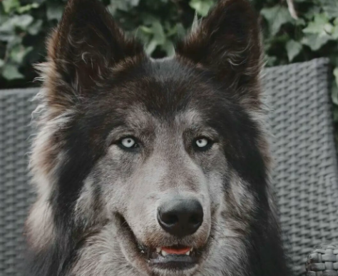 又帅又暖的蓝湾牧羊犬~