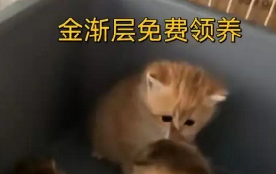 我免费领养的品种猫，只活了9天