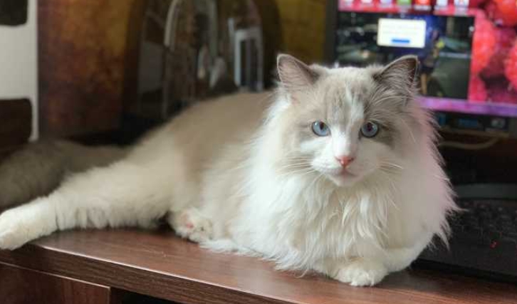 布偶猫和家猫杂交后的品种 布偶猫和家猫杂交后的品种