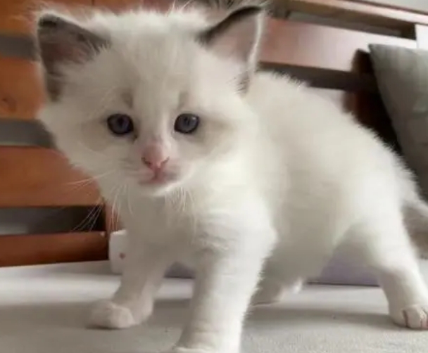 网上几百块的布偶猫幼崽 网上几百块的布偶猫幼崽