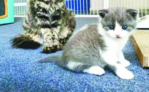 国内首只自主培育的克隆猫满月，饲主与"过世"猫咪重逢