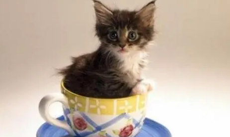 茶杯猫洗澡怎么训练？茶杯猫不爱洗澡解决方法
