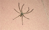家里有大蜘蛛有毒吗