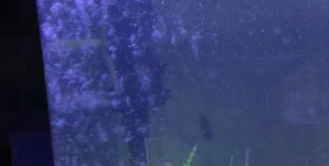 鱼缸里有白色絮状物怎么处理 鱼缸里有白色絮状物怎么处理