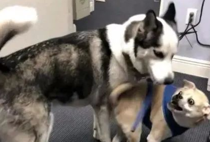 哈士奇当上警犬,可知道原因后,网友全笑疯了:居然是凭二上位的 哈士奇当上警犬,可知道原因后,网友全笑疯了:居然是凭二上位的