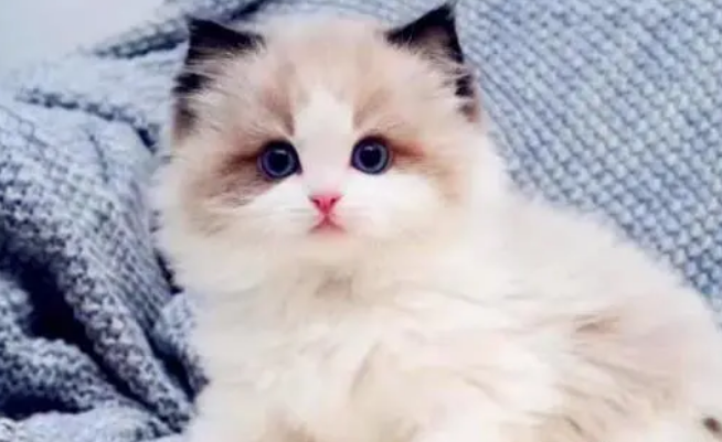 布偶猫的大概价格 布偶猫的大概价格