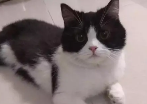 英短黑白奶牛猫多少钱一只
