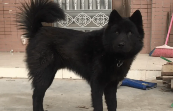 五黑犬和虎斑犬哪个更凶