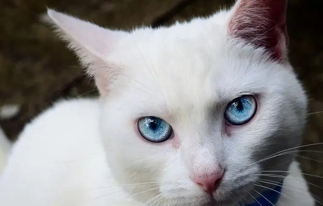 蓝眼白猫士猫长什么样