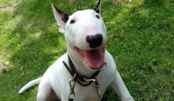 牛头梗犬为什么禁养