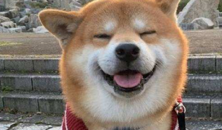 铲屎官带柴犬去医院打针,狗狗一脸拒绝,情急之下咬主人大腿 铲屎官带柴犬去医院打针,狗狗一脸拒绝,情急之下咬主人大腿