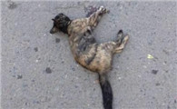 自己的猫被车撞死了,意味着什么