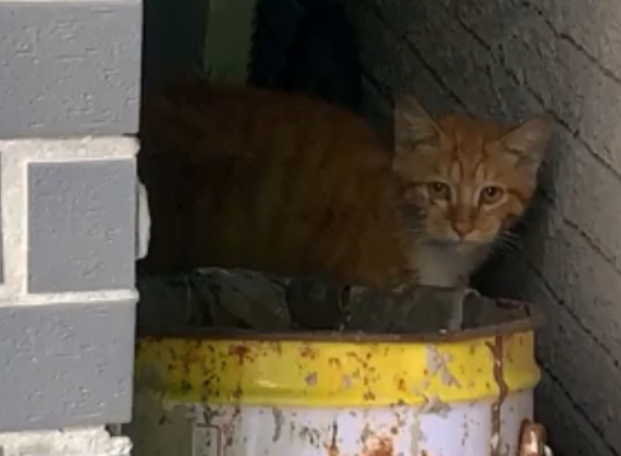 一念之差,猫咪严重受伤,手术救治后,最终还是去了喵星 一念之差,猫咪严重受伤,手术救治后,最终还是去了喵星