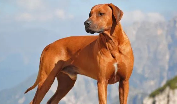罗得西亚背脊犬，温柔的非洲狩猎者