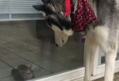 哈士奇第一次见到小奶猫，看到它们的举动主人笑喷了！