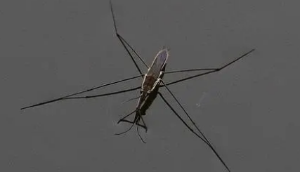 水蜘蛛有毒的吗长什么样 水蜘蛛有毒的吗长什么样