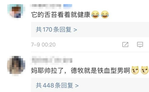 33万“天价”警犬竟然长这样?网友:都没人花33万娶我 33万“天价”警犬竟然长这样?网友:都没人花33万娶我