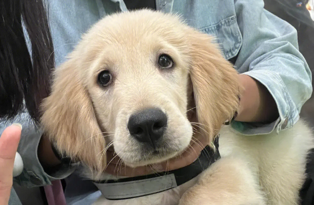 主人:你谁不能惹,非得惹你妈,我也打不过她,狗:欢迎光临! 主人:你谁不能惹,非得惹你妈,我也打不过她,狗:欢迎光临!