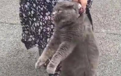 蓝猫偷偷溜出去玩耍，不一会被主人给抓包了：画面过于熟悉了