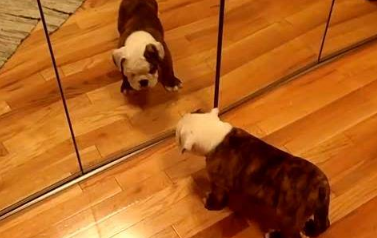 谁说英国斗牛犬不是萌系宠物 英国斗牛犬：你为什么模仿我？