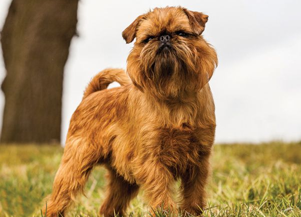 布鲁塞尔格里芬犬好养吗？该犬较好饲养